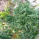 Dwarf lilyturf