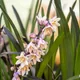 Ophiopogon planiscapus