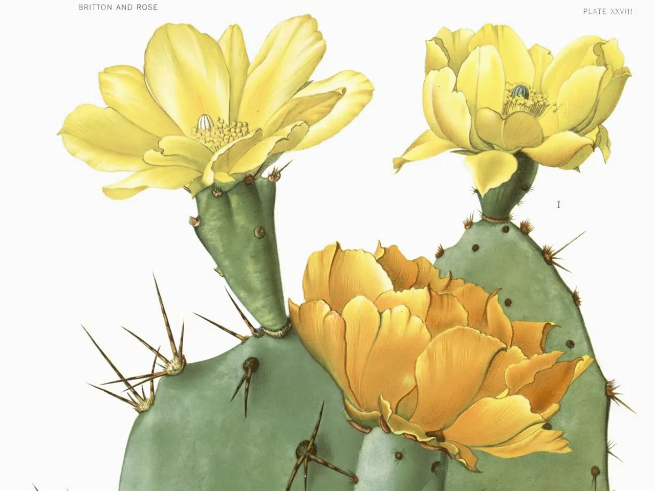 Chenille pricklypear