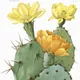 Chenille pricklypear