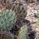 Tulip Pricklypear