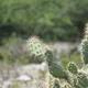 Opuntia caracassana