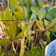 Prickly pear