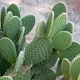 Crested bunny ears