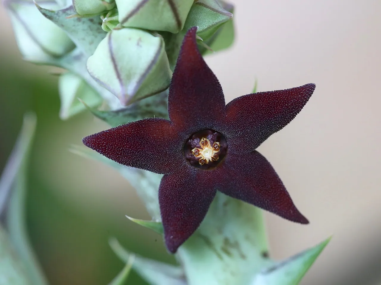 Orbea decaisneana