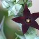 Orbea decaisneana