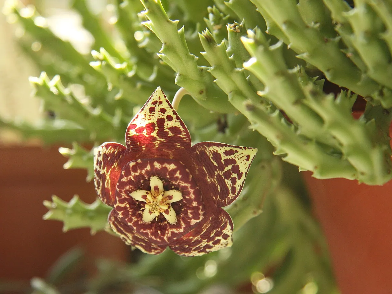 Stapelia planiflora Jacq.