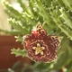 Stapelia planiflora Jacq.
