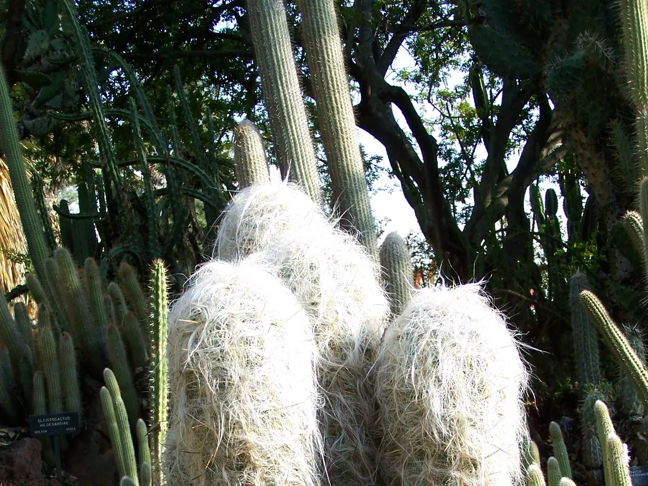 Oreocereus celsianus