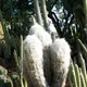 Oreocereus celsianus