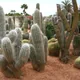 Oreocereus trollii