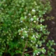 Marjoram