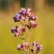 Oregano