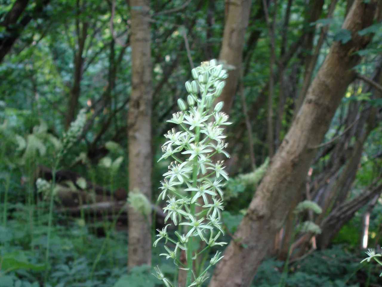 Ornithogalum pyrenaicum