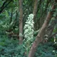 Ornithogalum pyrenaicum