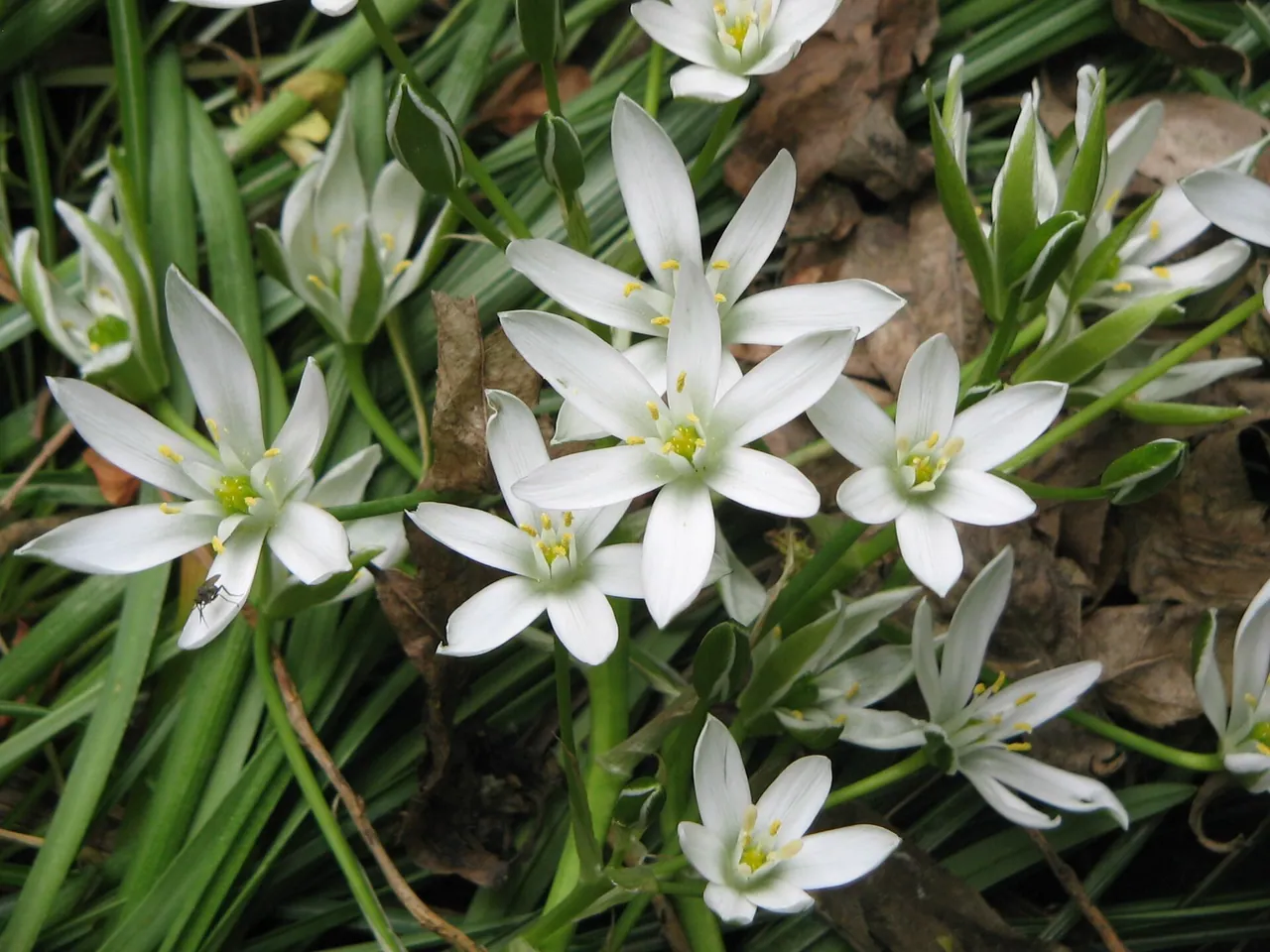 Common star-of-bethlehem