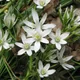 Common star-of-bethlehem