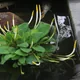 Orontium aquaticum