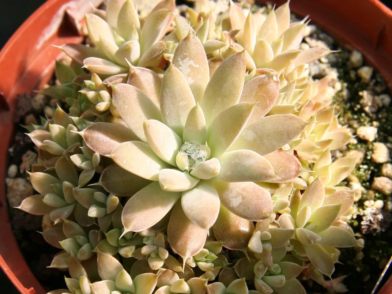 Fimbriate Orostachys