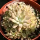 Fimbriate Orostachys