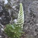 Orostachys japonica