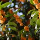 Osmanthus fragrans