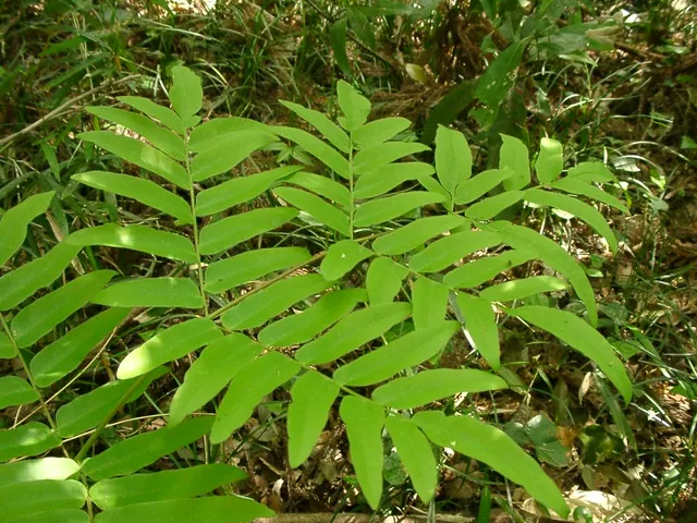 Asian royal fern