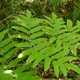 Asian royal fern