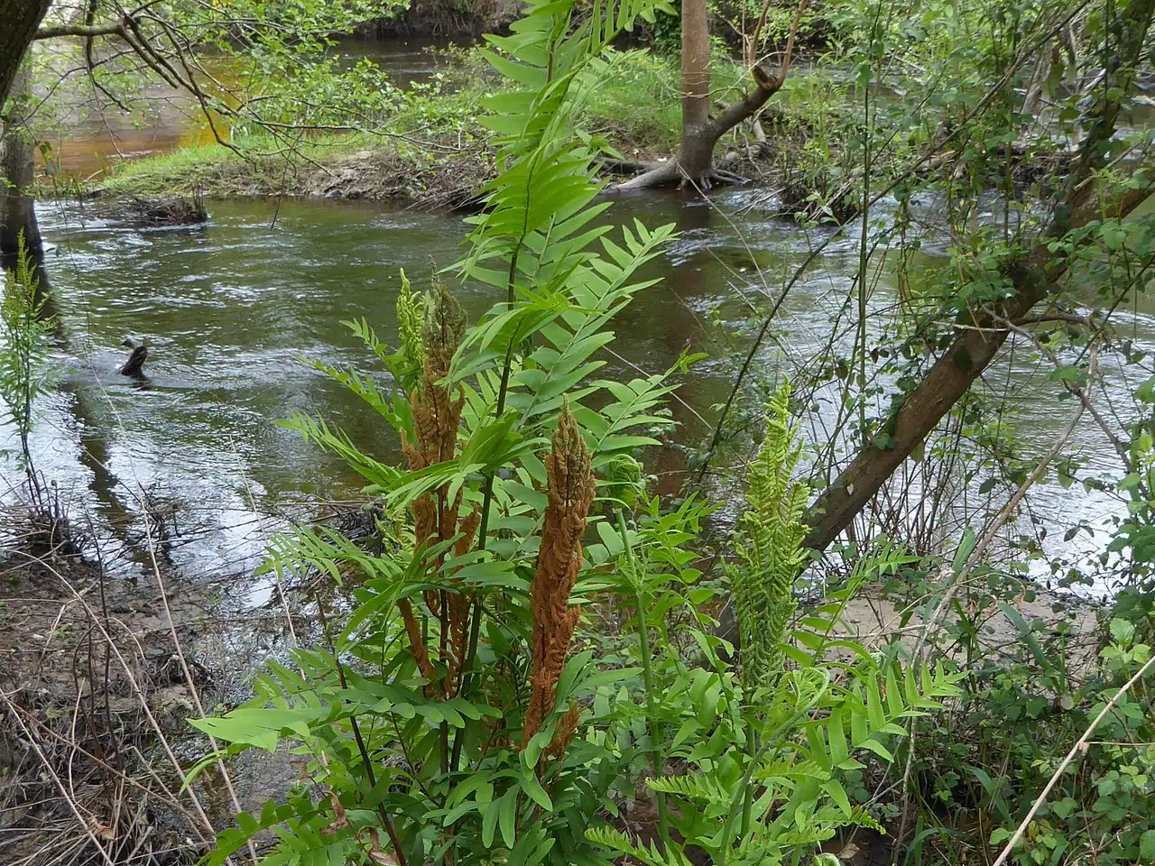Royal fern