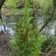 Royal fern