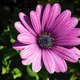 Osteospermum ecklonis