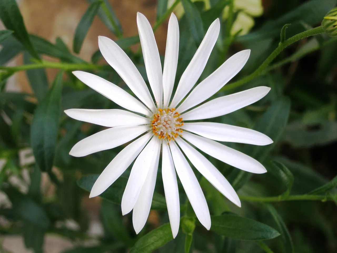 St Helena boneseed