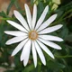 St Helena boneseed