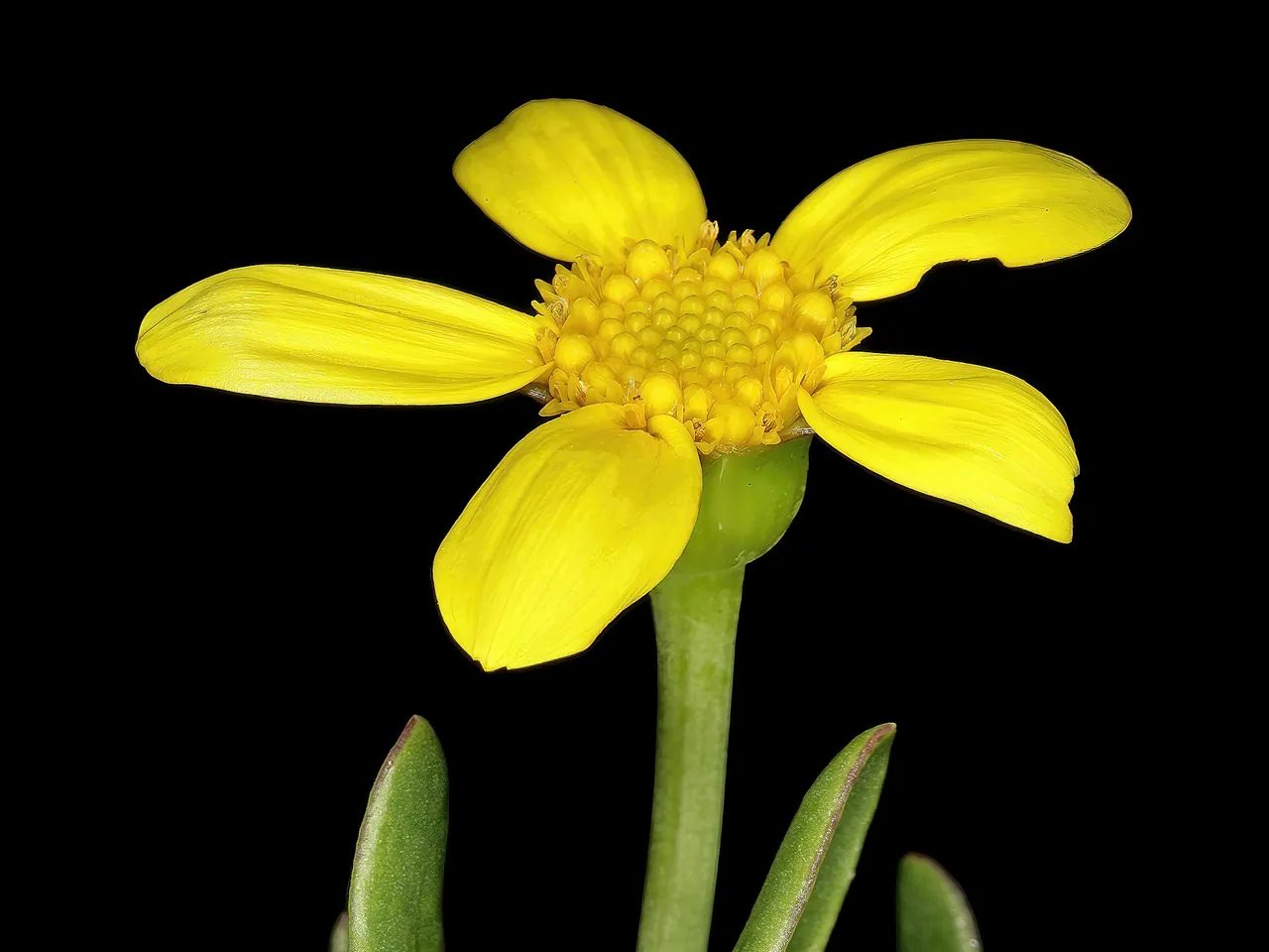 Othonna arborescens