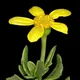 Othonna arborescens