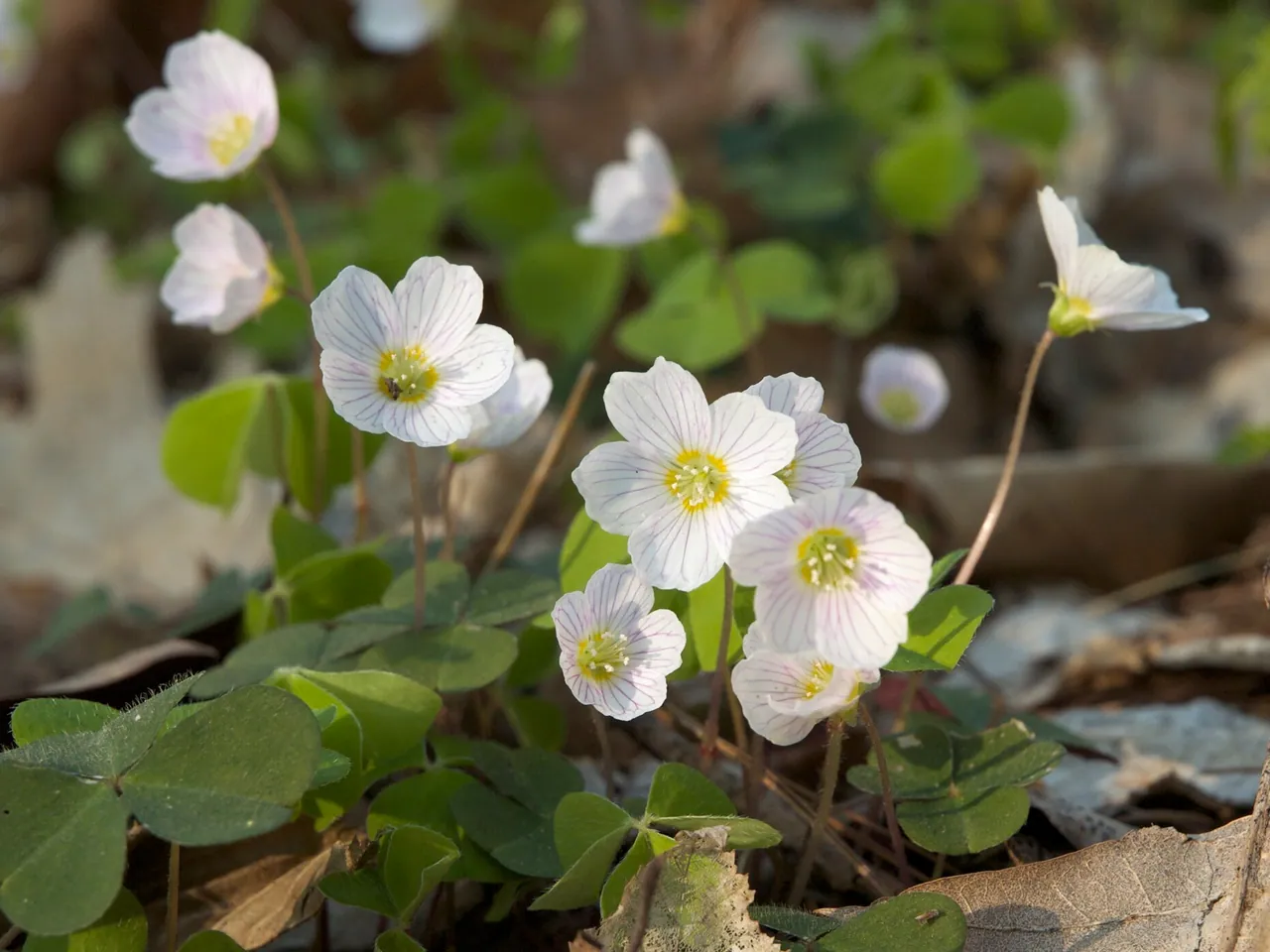 Common wood-sorrel