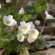 Common wood-sorrel