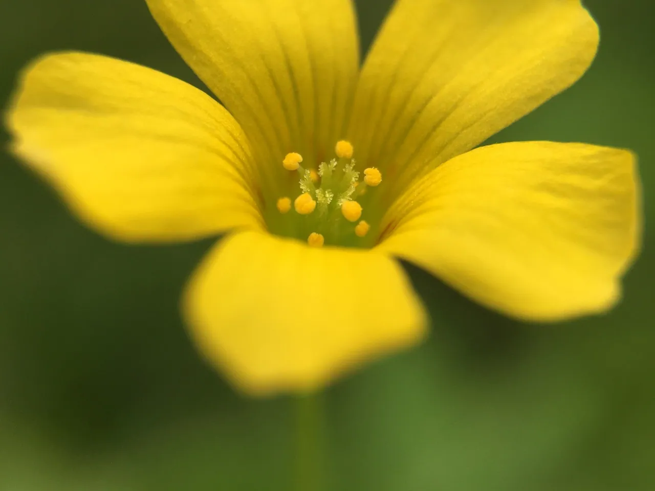 Creeping woodsorrel