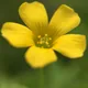 Creeping woodsorrel