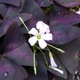 Purple shamrock