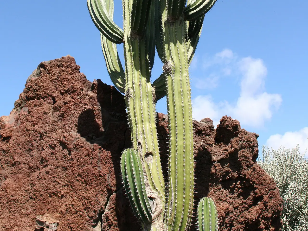 Pachycereus pecten-aboriginum