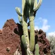 Pachycereus pecten-aboriginum