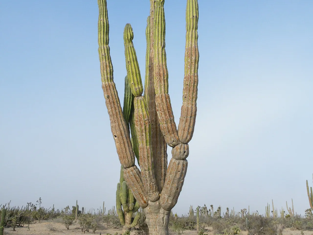 Elephant cactus