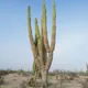Elephant cactus