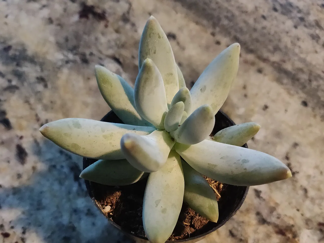 Pachyphytum bracteosum