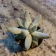Pachyphytum bracteosum