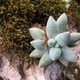 Pachyphytum compactum