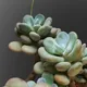 Sugaralmond plant, moonstone