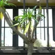 Pachypodium geayi