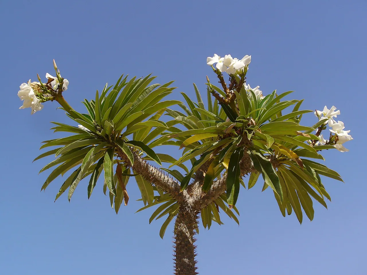 Pachypodium lamerei